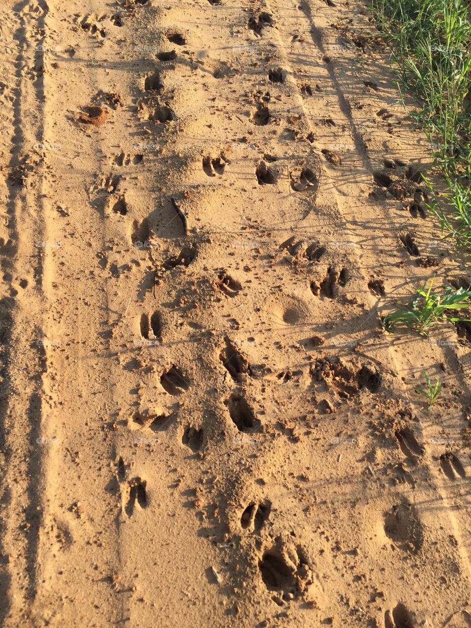 Deer prints in the sand