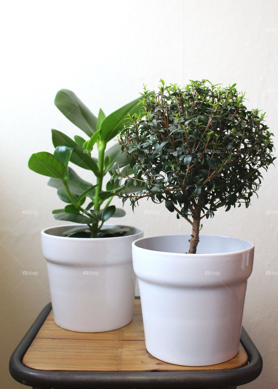 Potted plants on wooden table