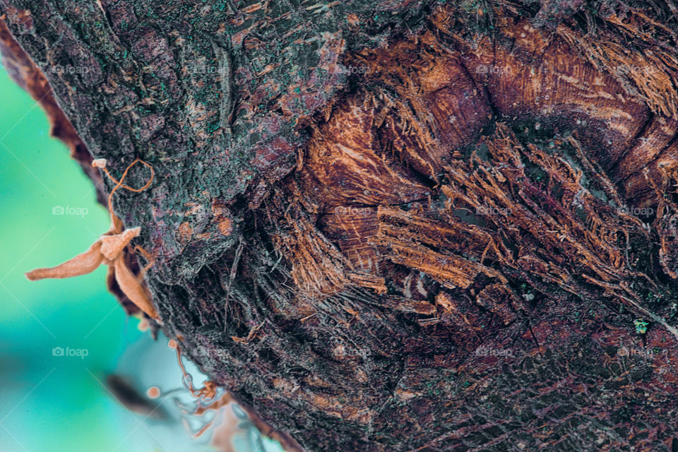 Exploring Macrophotos