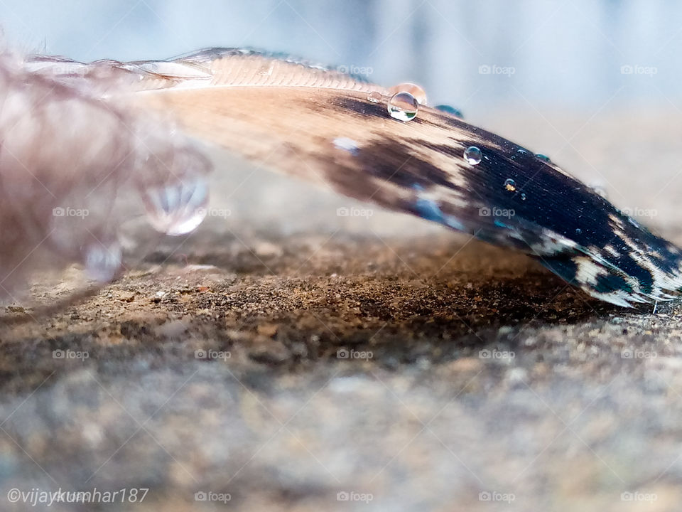 Peacock's feather🤓🤓👌