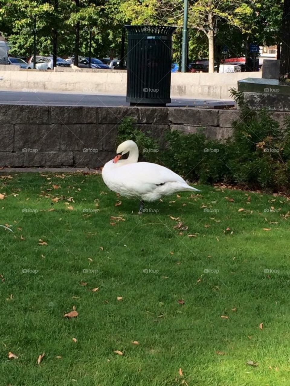 Swan in the city 