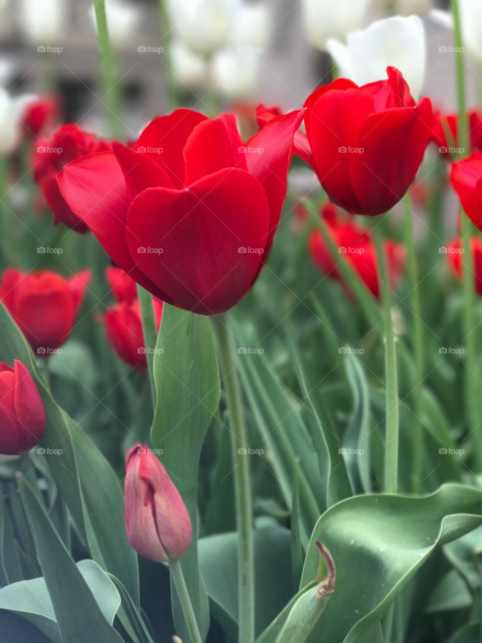 Red Tulips