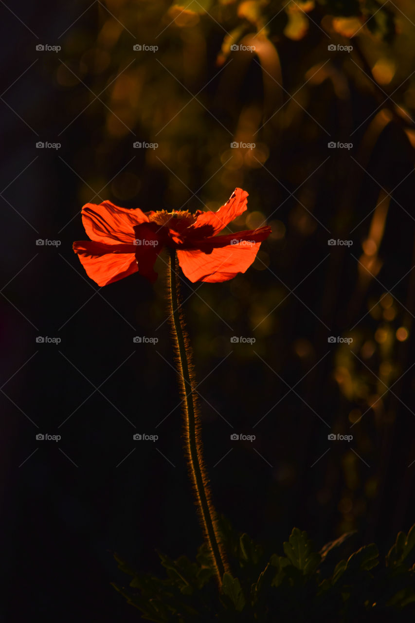 A ray of light shining onto a flower 