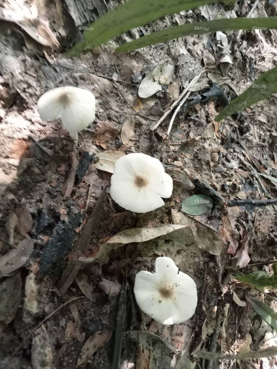 The stories of the nature, Countryside (Thailand)