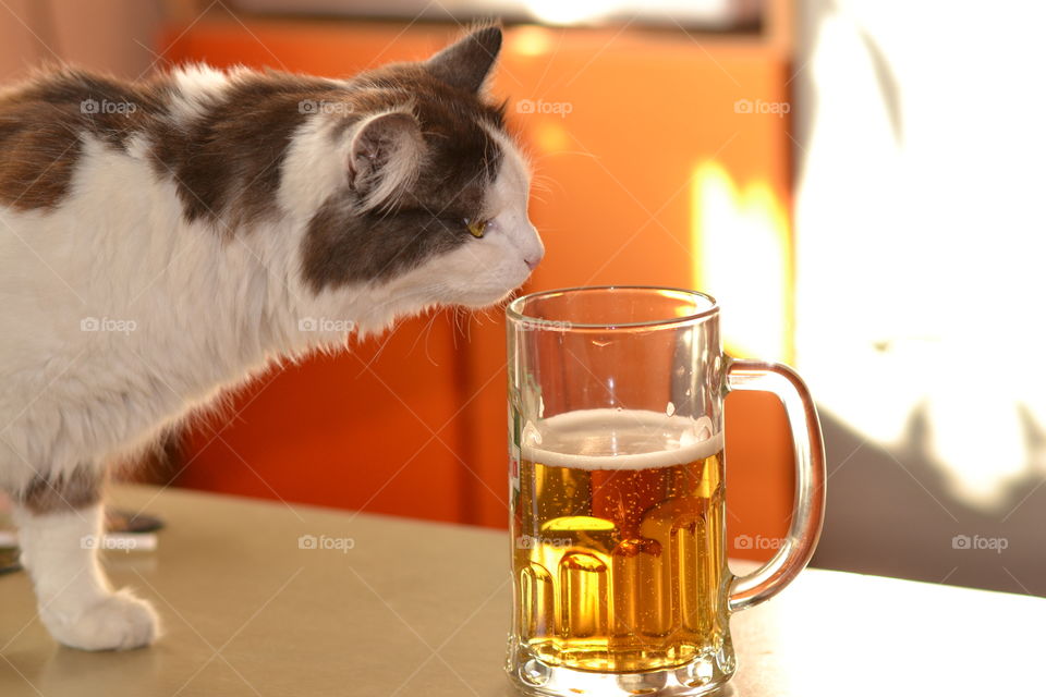 cat with beer