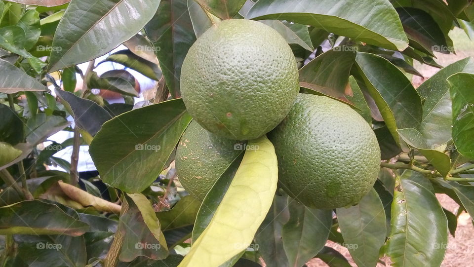 Orange - Citrus sinensis - var. Pera Rio