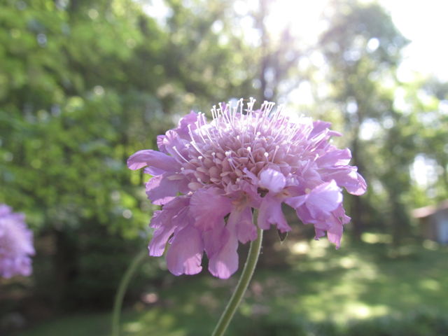 Purple flower 