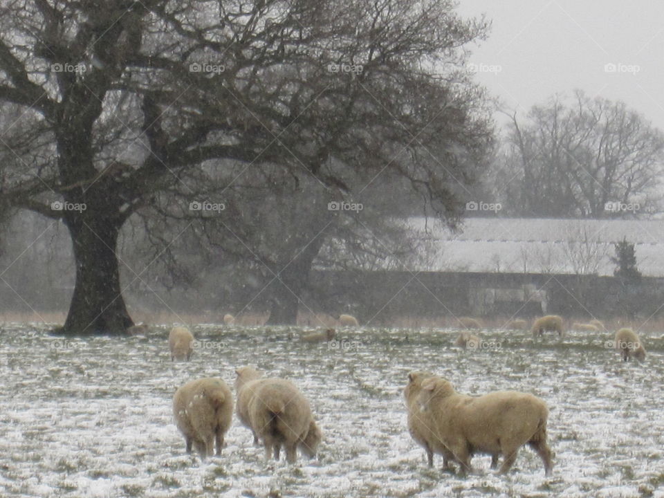 Sheep In The Snow