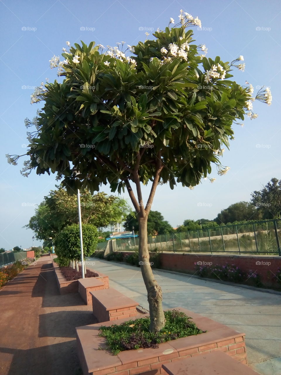 beautiful flowers and plants in a garden