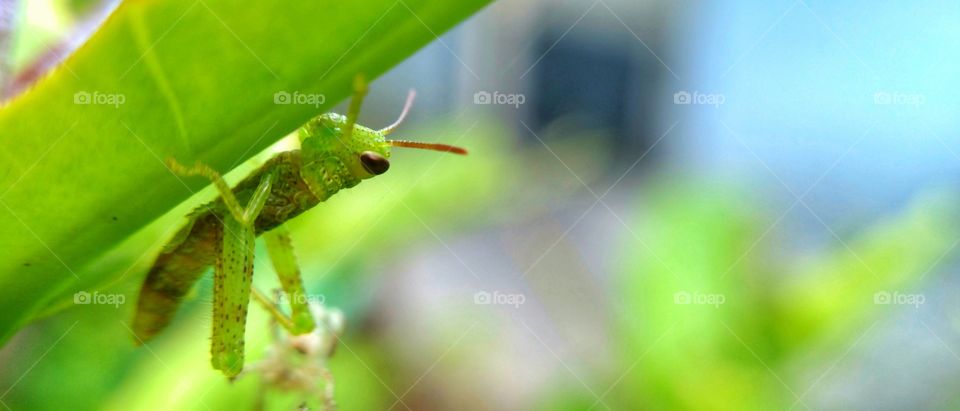 grasshopper pest