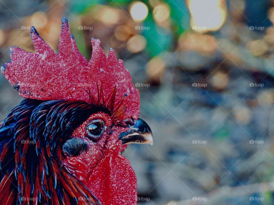 Pantone - Viva Magenta! Pantone’s Color of the year 2023