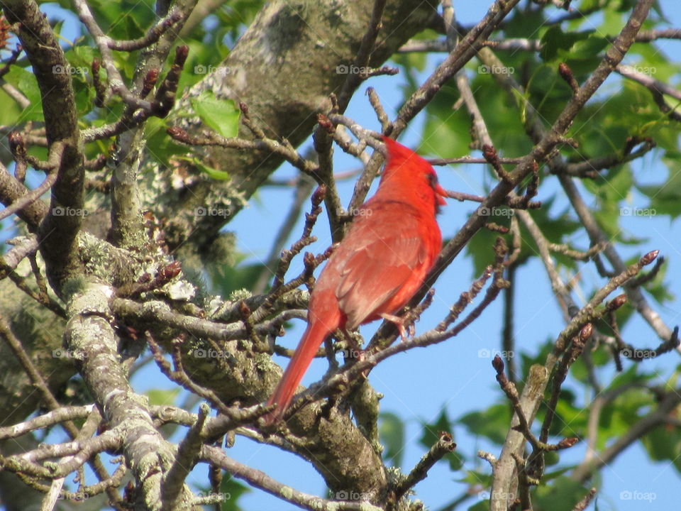 Cardinal