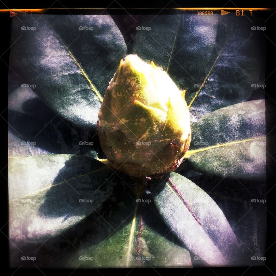 Rhodedendron flower bud