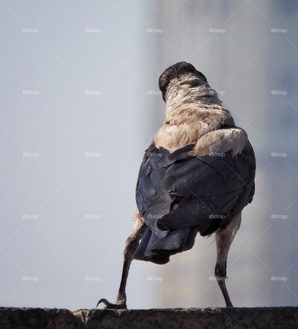 Crow on the wall