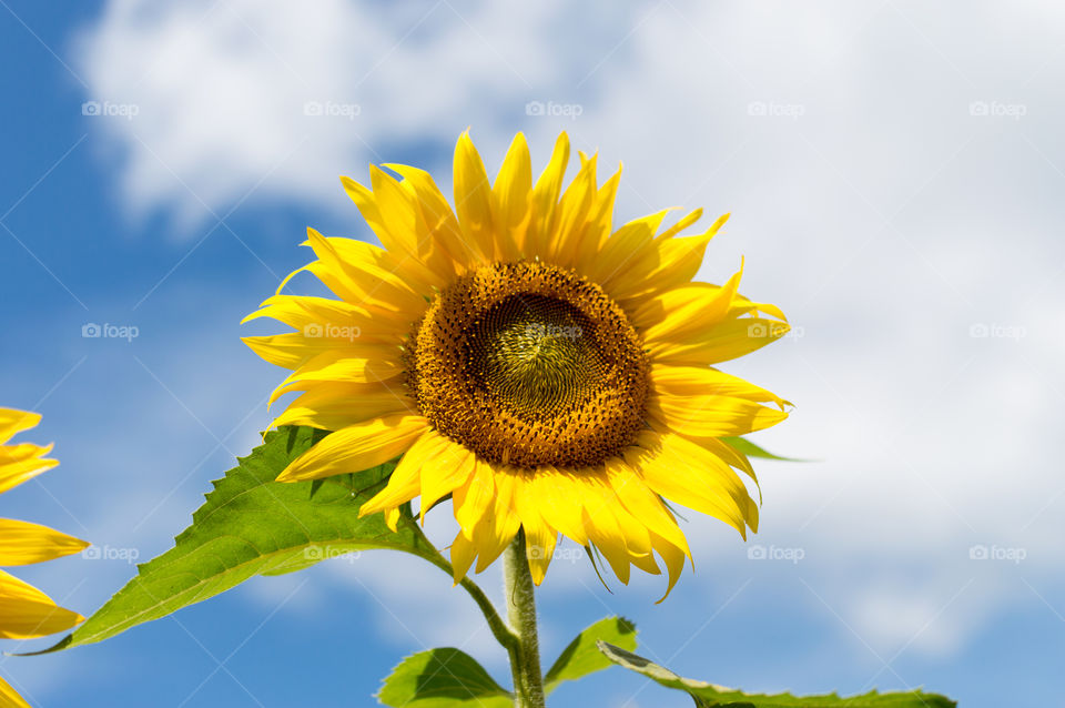 Close-up of sunflower