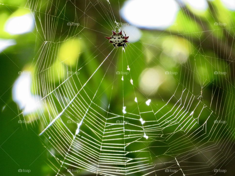 Crab Spider in Web
