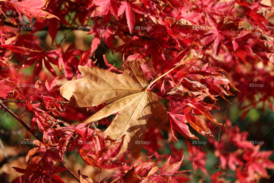 Fallen leaf 