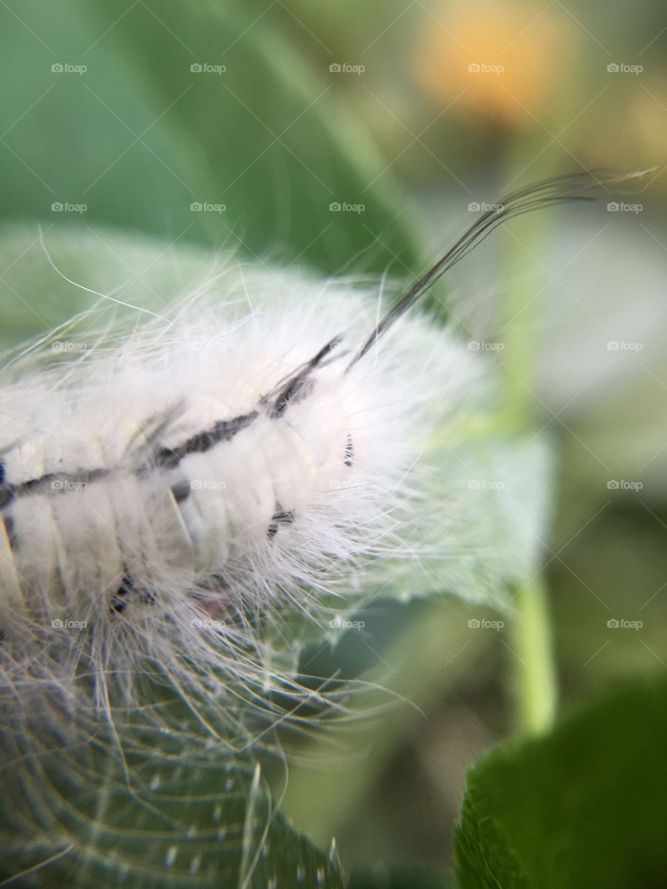 White caterpillar - poisonous