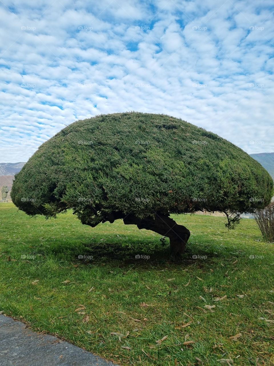 a bush like a mushroom