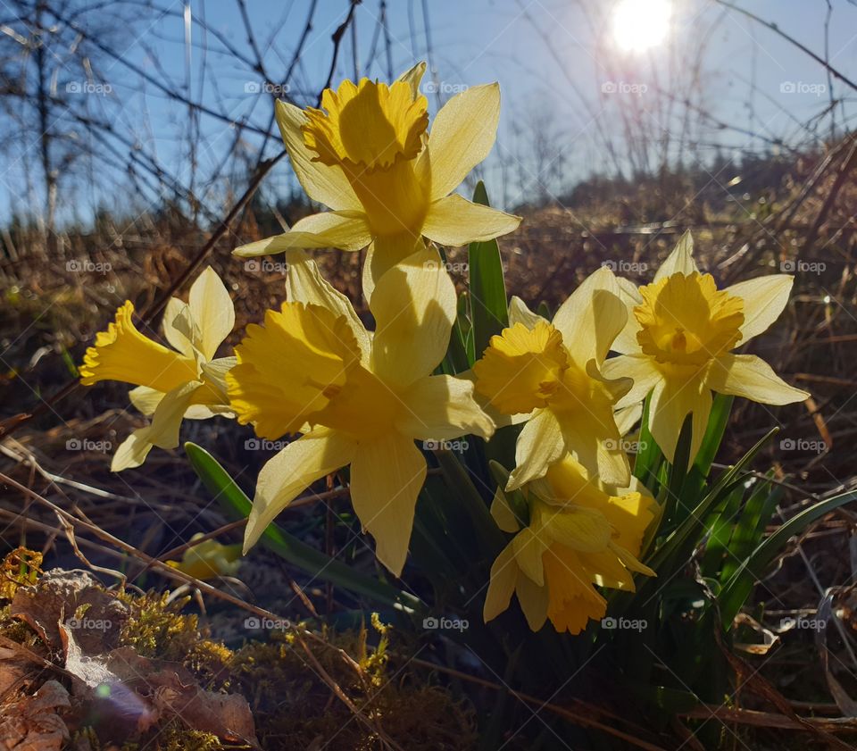 Daffodils in the morning