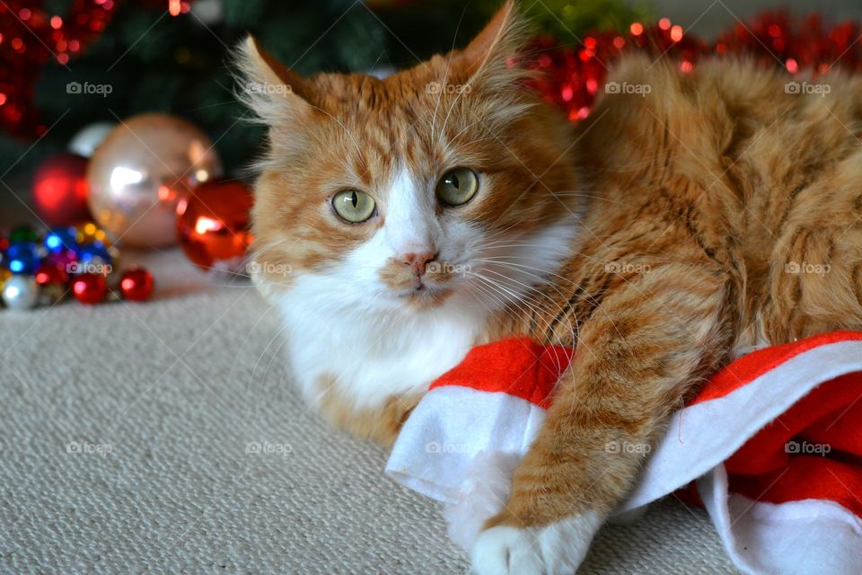 red cat pet and Christmas tree decorations winter holiday home