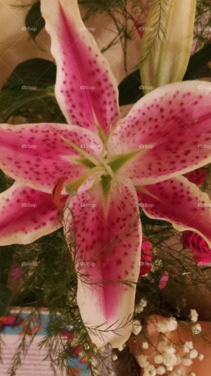 gorgeous lilly