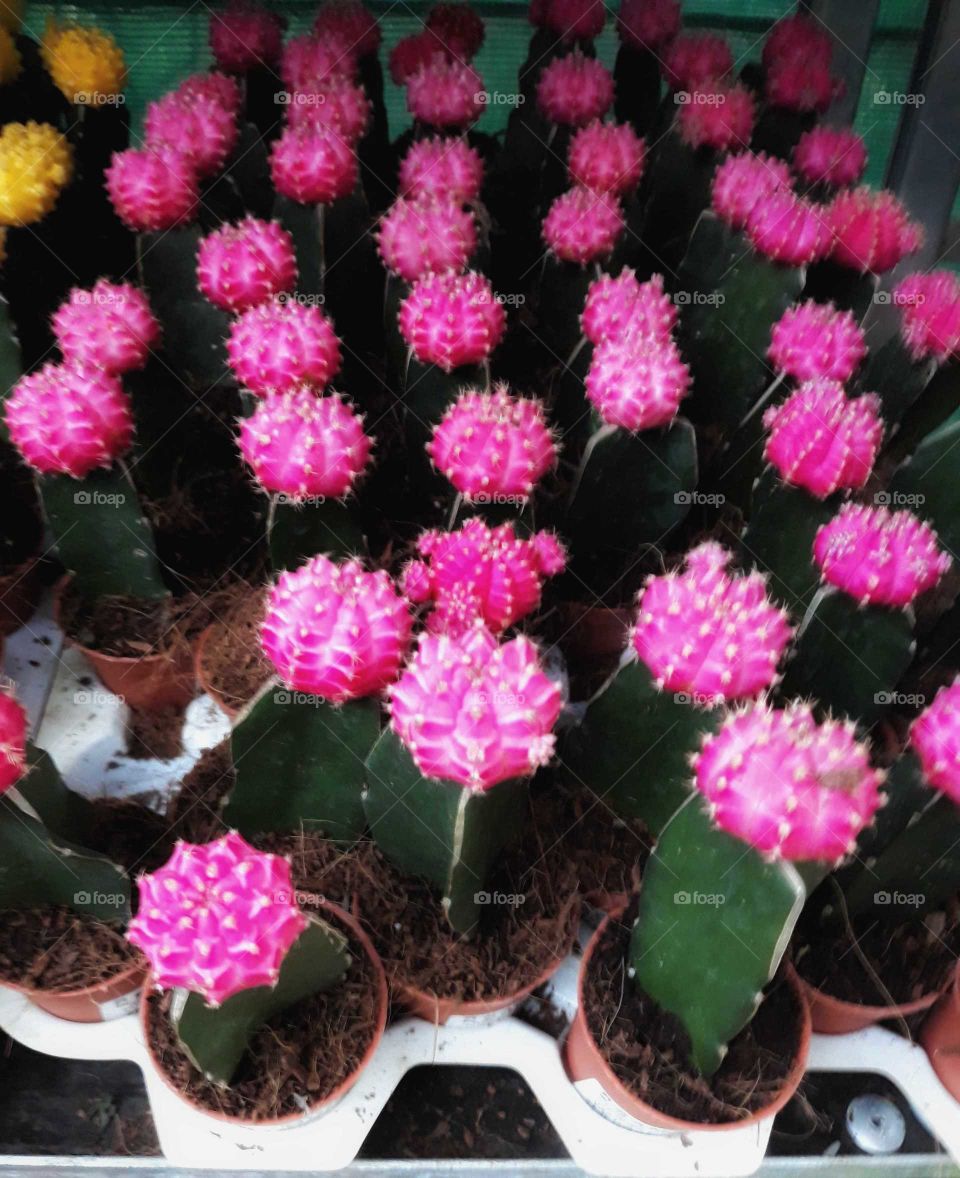 Beautiful Cactus