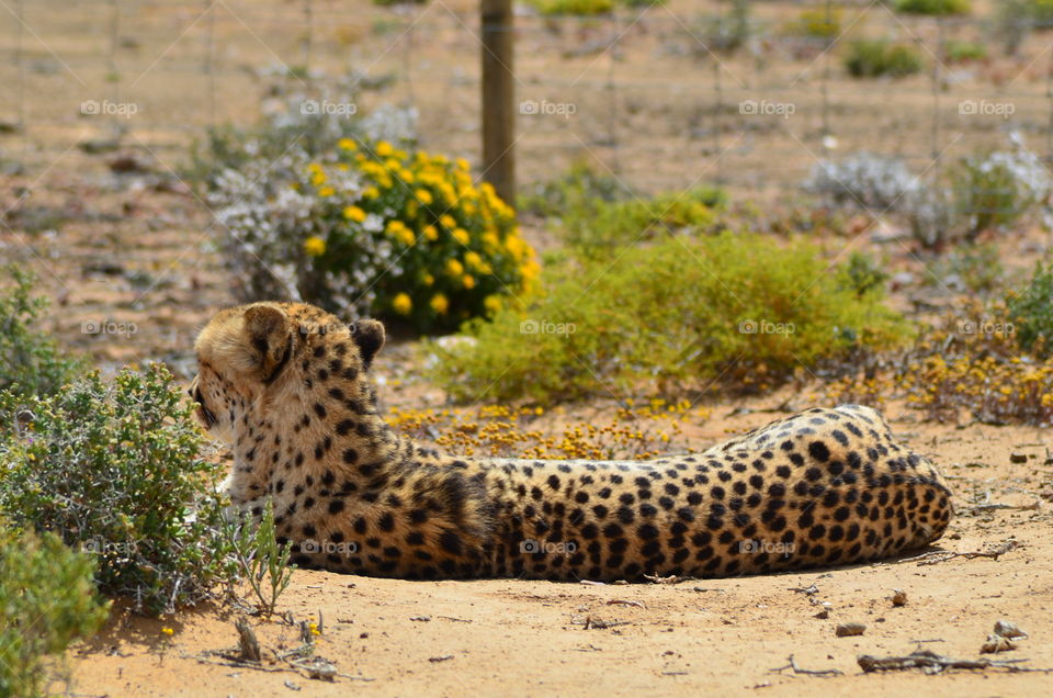 Safari in South Africa