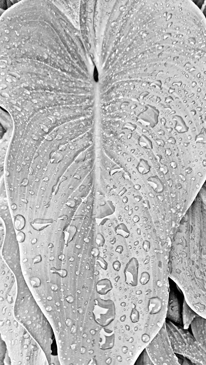 a black and white photo of raindrops fallin on a leaf.