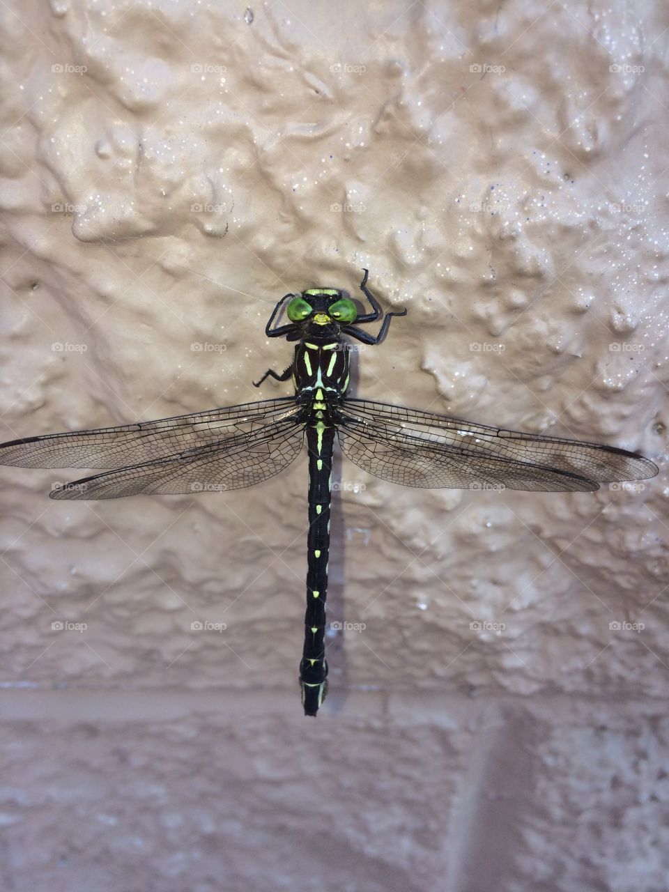 Dragon Fly. Dragon Fly on the wall