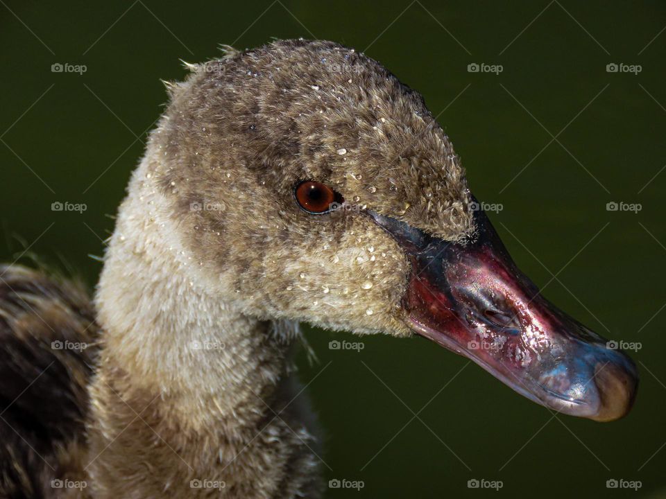 Baby swan