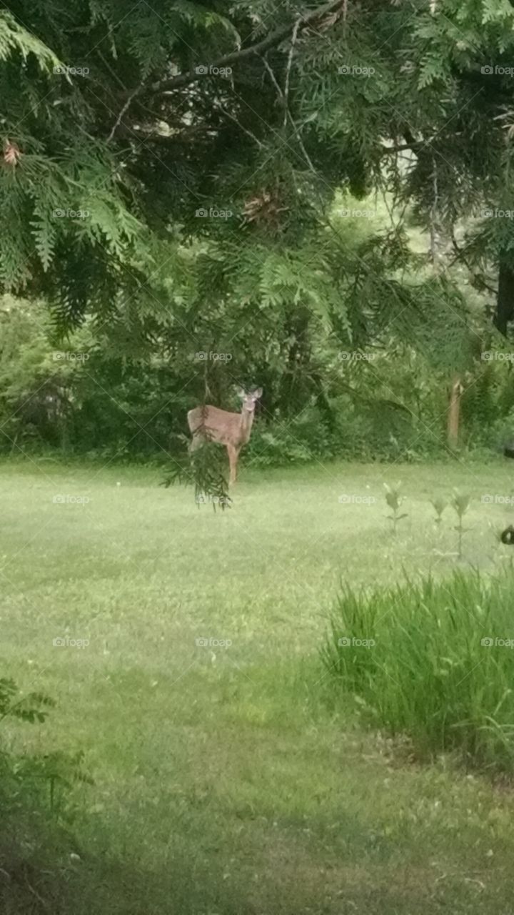 Lady in the Yard. A wild doe that I was fortunate enough to catch outside my window.