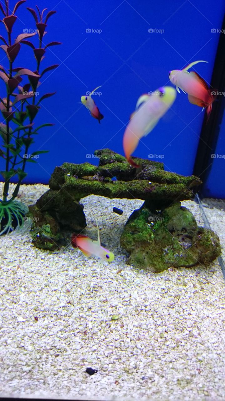 Underwater, Aquarium, Fish, Water, Goldfish