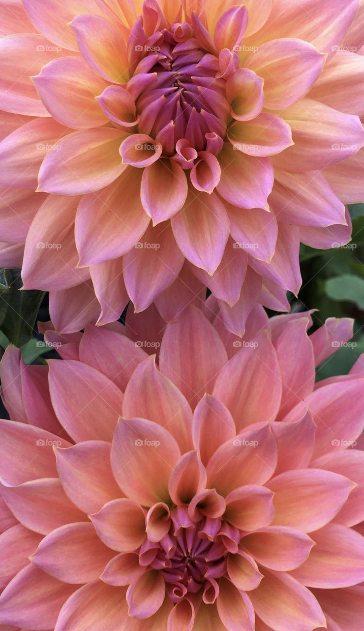 Dahlia flower 