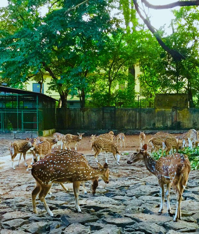 🦌