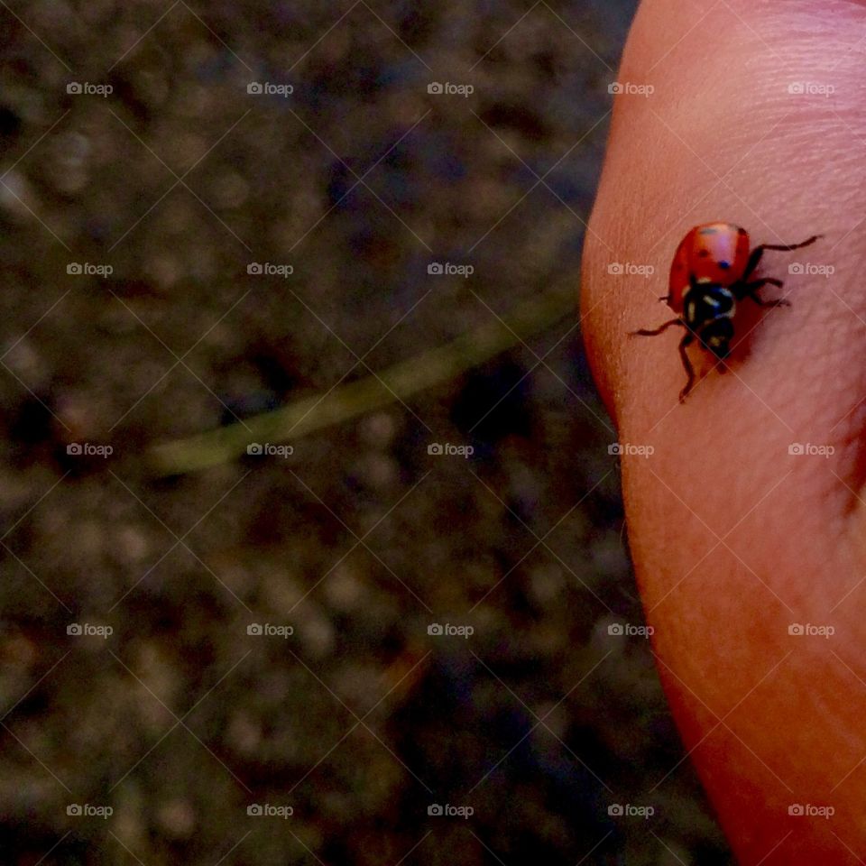 Ladybug on a hand