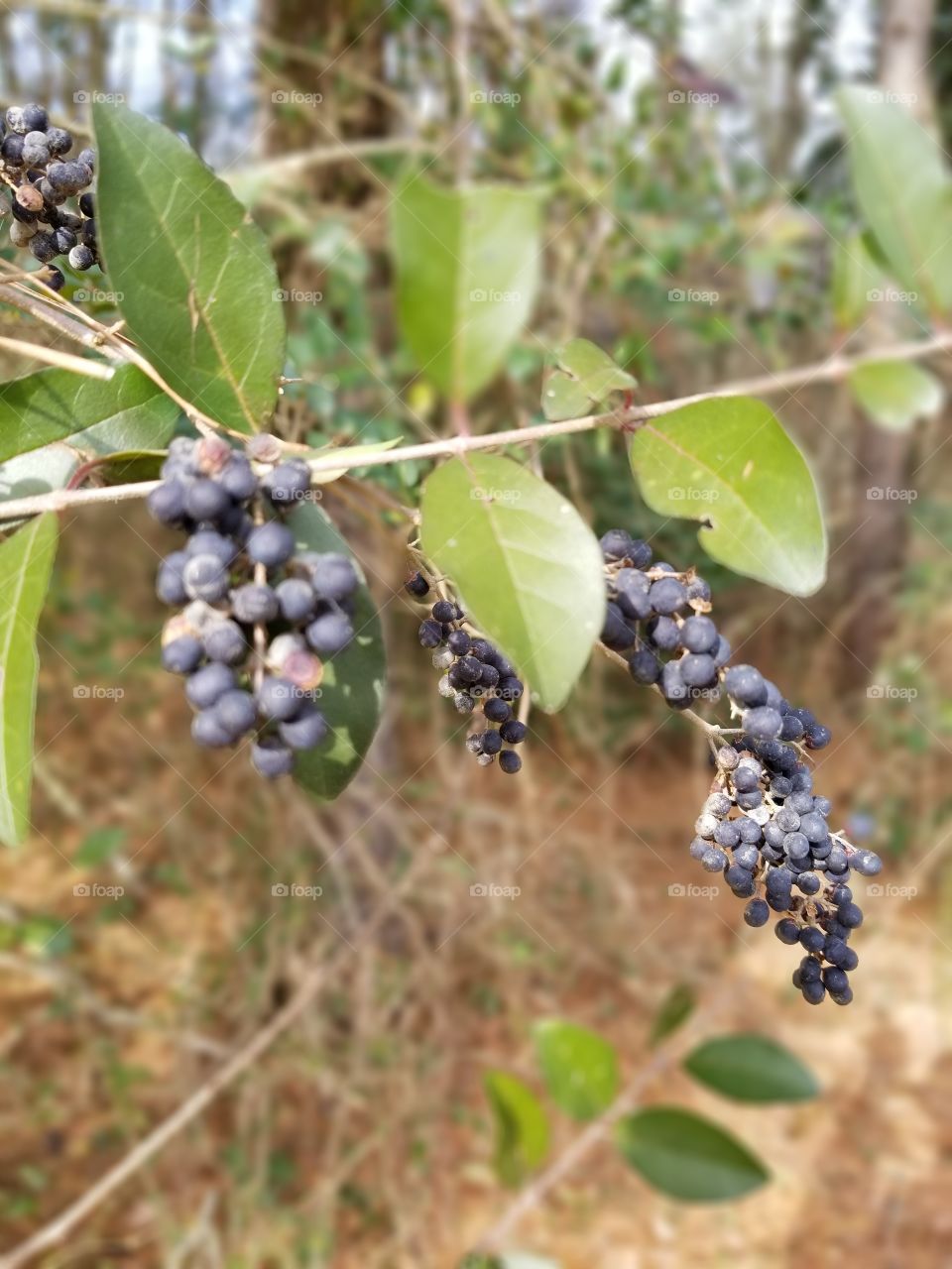 Fruit, Nature, Leaf, Flora, Tree