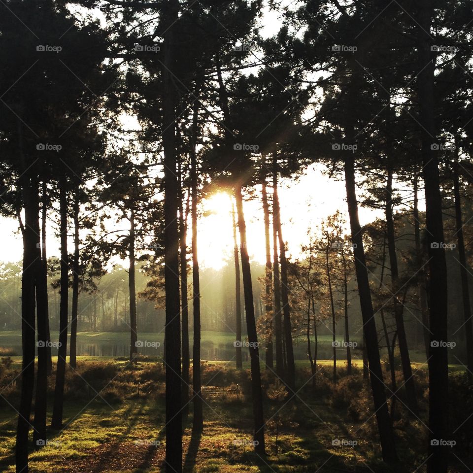 Silhouette of trees in forest