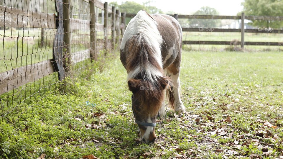 cute pony eating grass