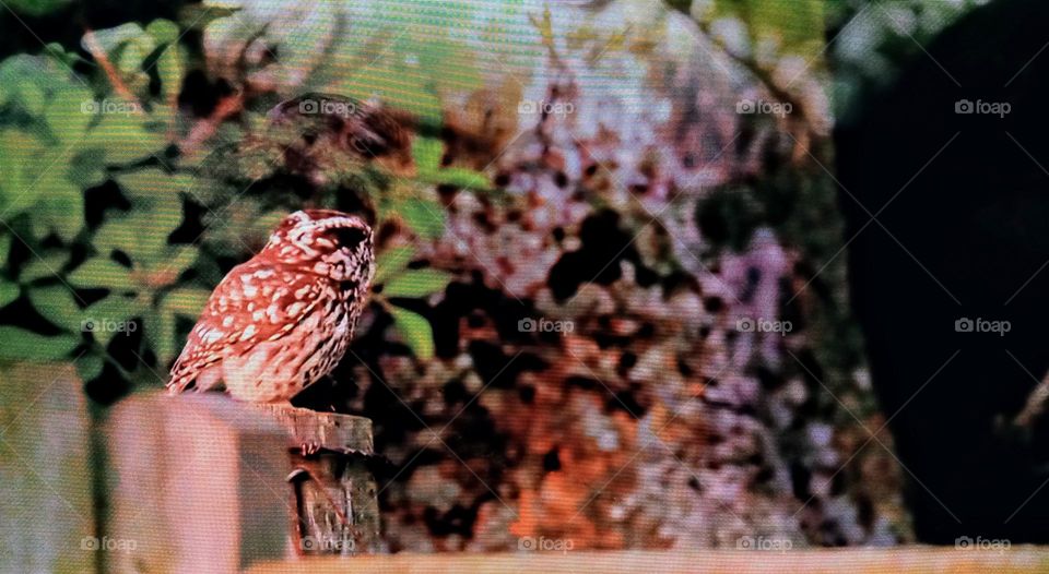 one bird photography