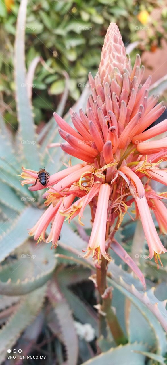 a bee on a red flower.