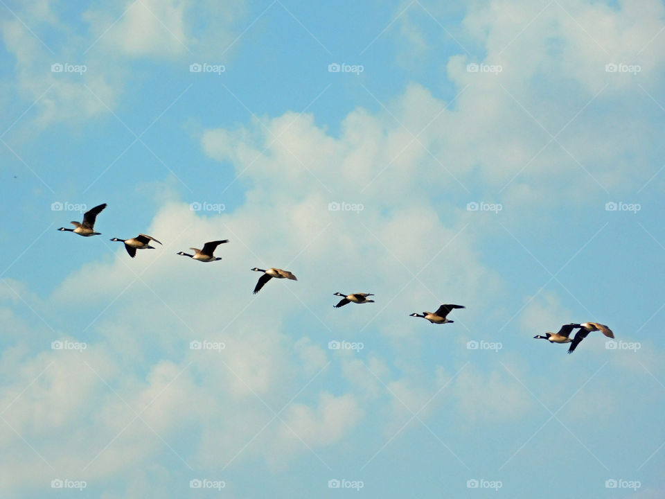 Birds on their way