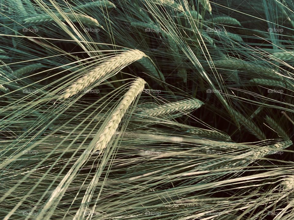 shot from above of ears of barley not yet ripened