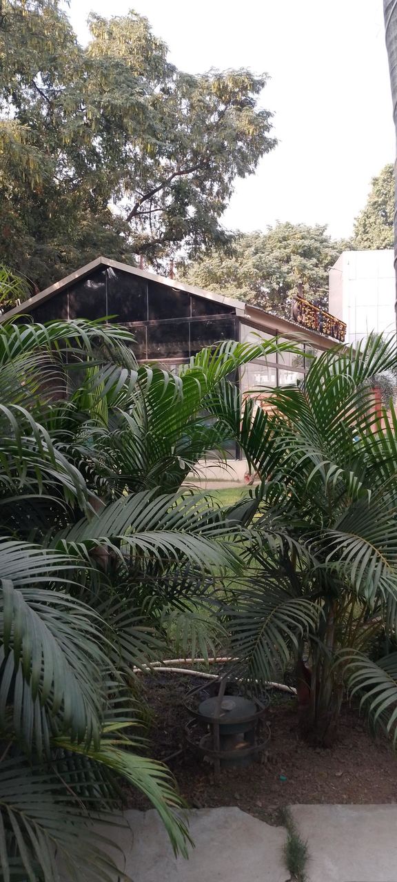 Areca Palm