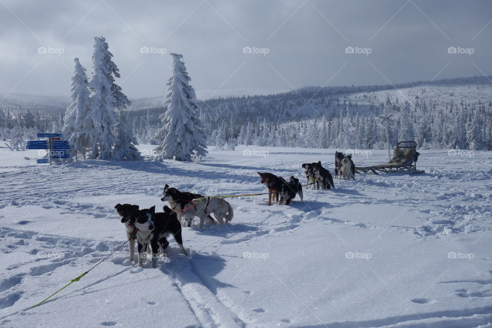 Dog sledge