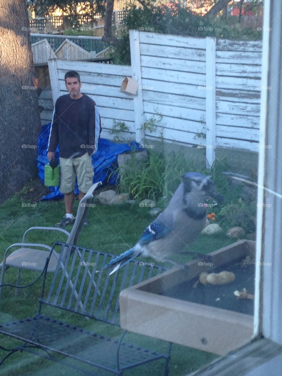 Blue jay in feeder 