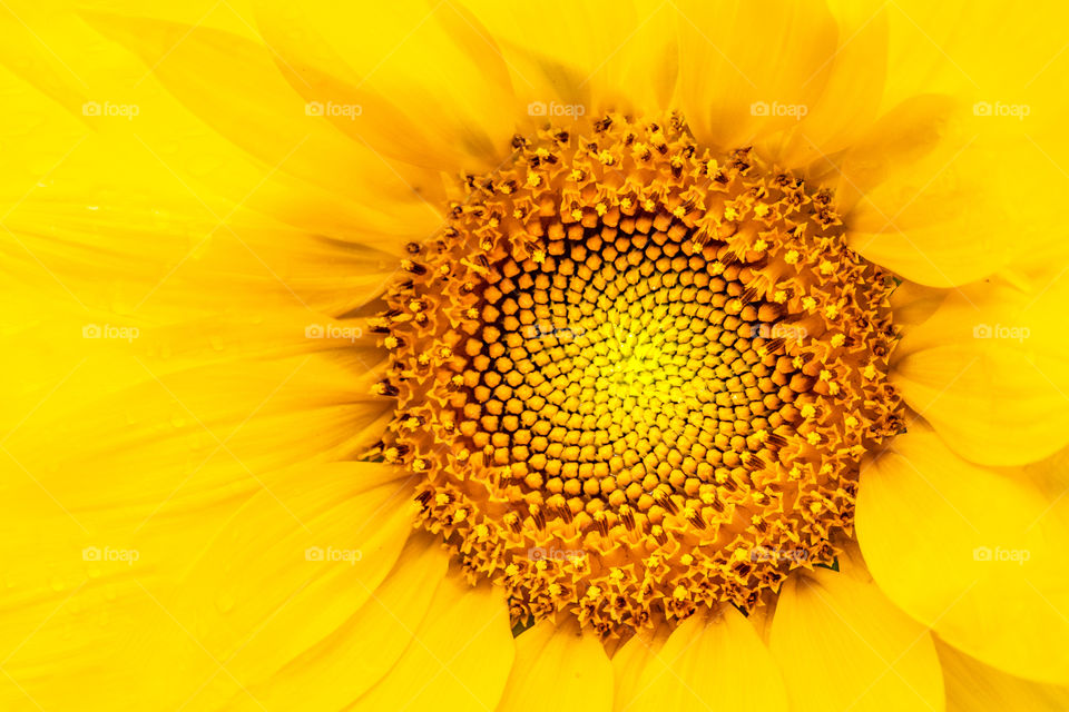 the center of a sunflower
