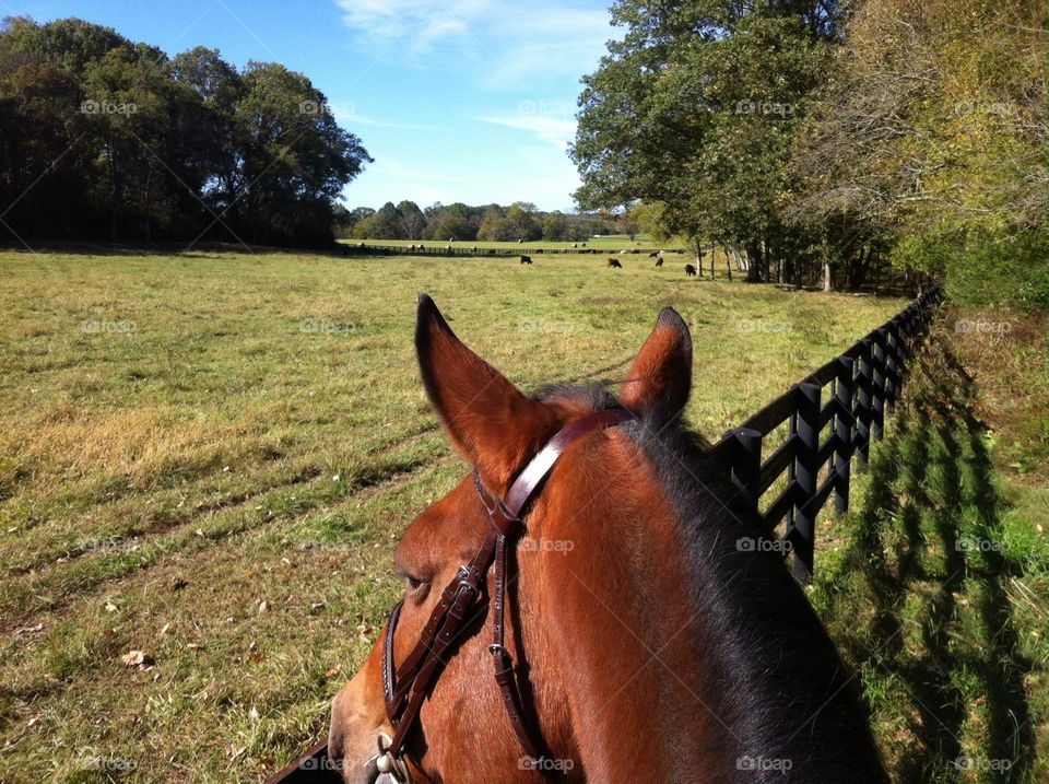 Horseback riding on a sunny day around the farm to see the cow fields and enjoy the wonderful weather