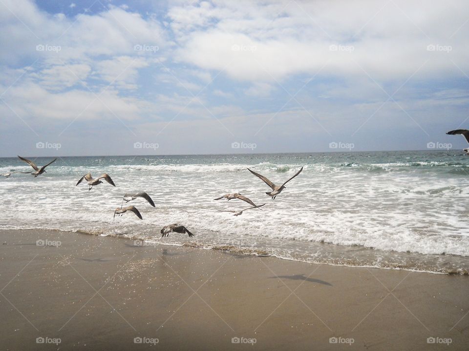 Beach seagulls 