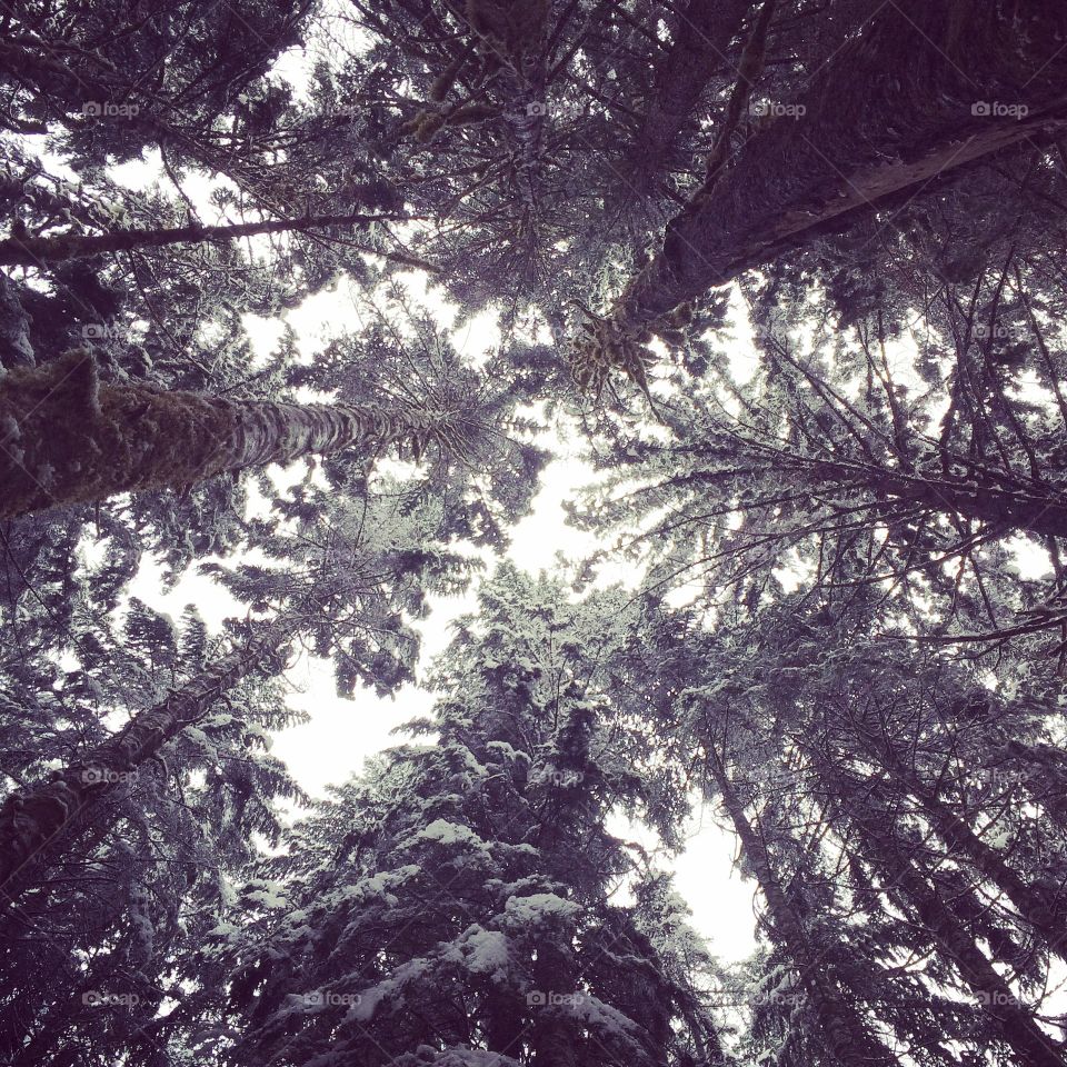 Tree, Conifer, Wood, Pine, Winter